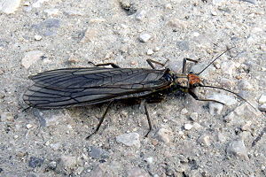 Pteronarcyidae a.JPG